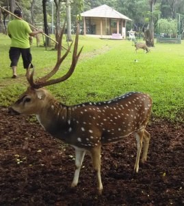 Deer At Monas Park