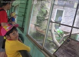See Komodo in Ragunan Zoo Jakarta